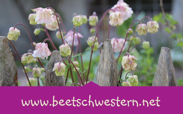 Beetschwestern